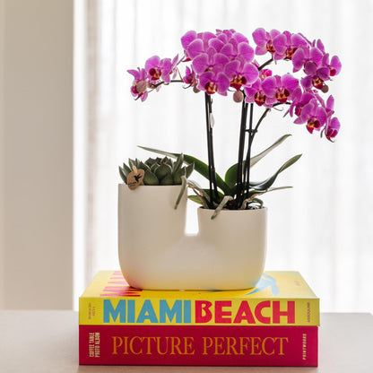 Orchidée Phalaenopsis violette et rose en pot