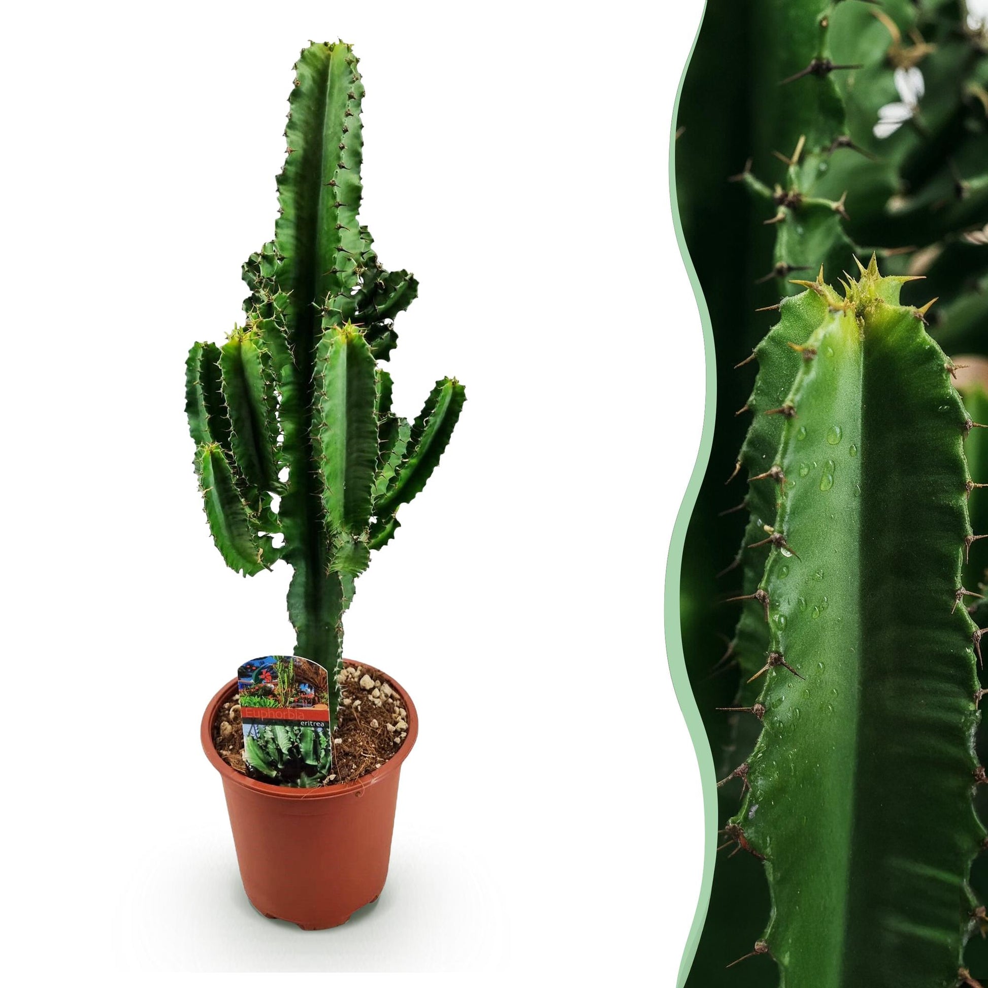 Un grand Euphorbia eritrea, l'arbre à lait africain, pousse dans un pot de culture brun avec un terreau granuleux