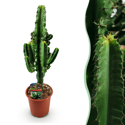 Un grand Euphorbia eritrea, l'arbre à lait africain, pousse dans un pot de culture brun avec un terreau granuleux