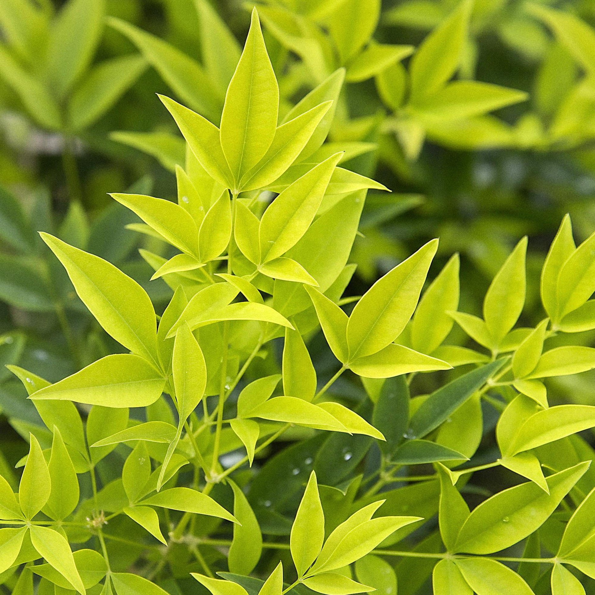 Nandina Lemon & Lime : gros plan sur les jeunes feuilles vert vif de l'arbuste, offrant un feuillage lumineux et décoratif.