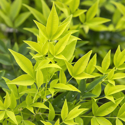 Nandina Lemon & Lime : gros plan sur les jeunes feuilles vert vif de l'arbuste, offrant un feuillage lumineux et décoratif.