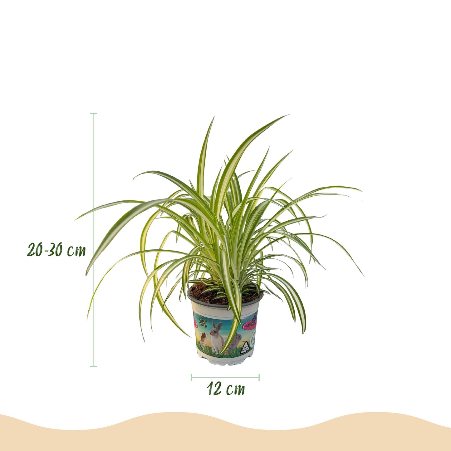 Plante d'intérieur - Cyperus - Calissia - Chlorophytum - Mix de 3 - Plantes Amies des Animaux - Vert - 3 Plantes - avec Potter Blanc - Pot 12cm - Hauteur 20cm