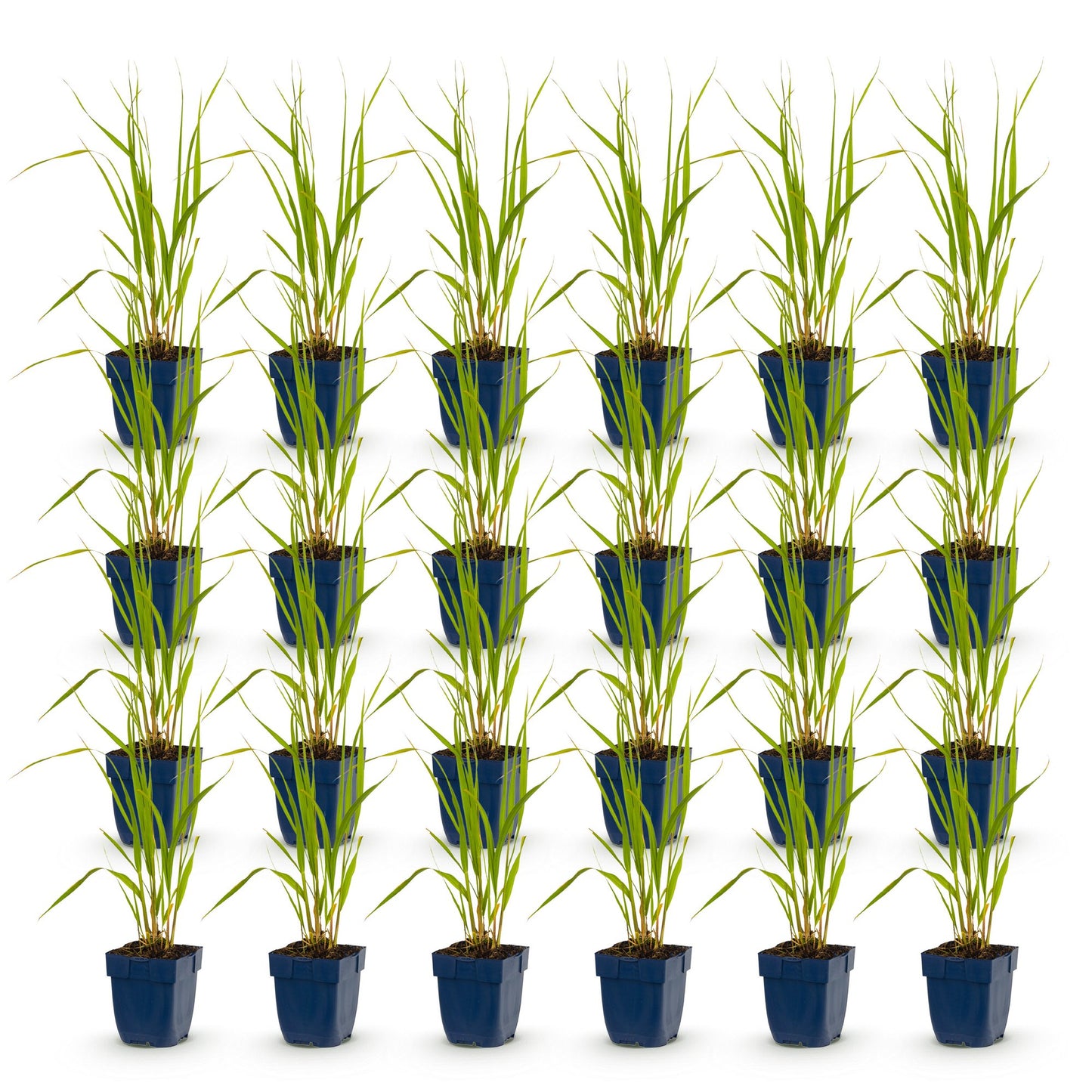 Molinia caerulea 'Heidebraut', lot de 18 jeunes plants de graminées en pots bleus, alignés sur un fond blanc pur.