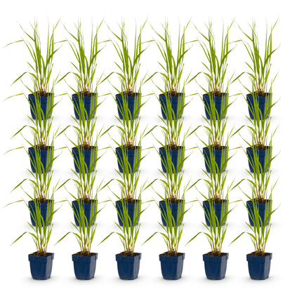 Molinia caerulea 'Heidebraut', lot de 18 jeunes plants de graminées en pots bleus, alignés sur un fond blanc pur.