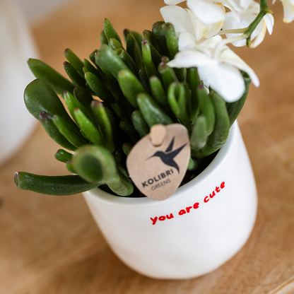 Orchidée Phalaenopsis rouge en pot