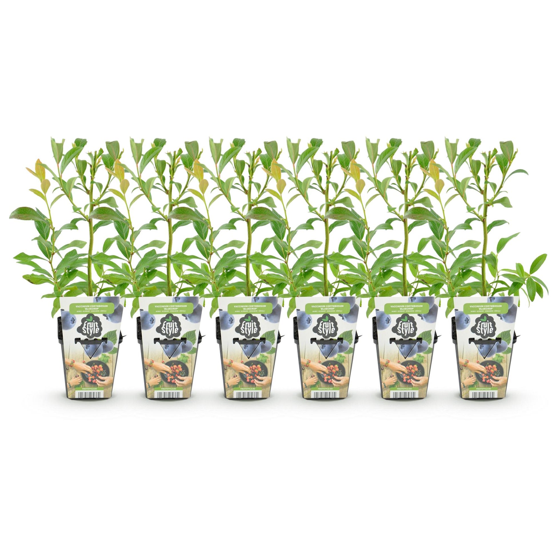 Mûre bleue Vaccinium corymbossum Bluegold : six jeunes plants en pot, aux feuilles vertes, alignés sur fond blanc.