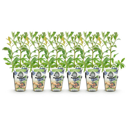 Mûre bleue Vaccinium corymbossum Bluegold : six jeunes plants en pot, aux feuilles vertes, alignés sur fond blanc.