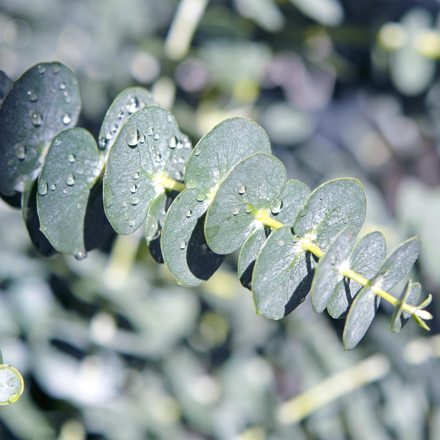 Eucalyptus gunni : gros plan sur une branche d'eucalyptus avec ses feuilles gris-vert arrondies, parsemées de gouttelettes d'eau.
