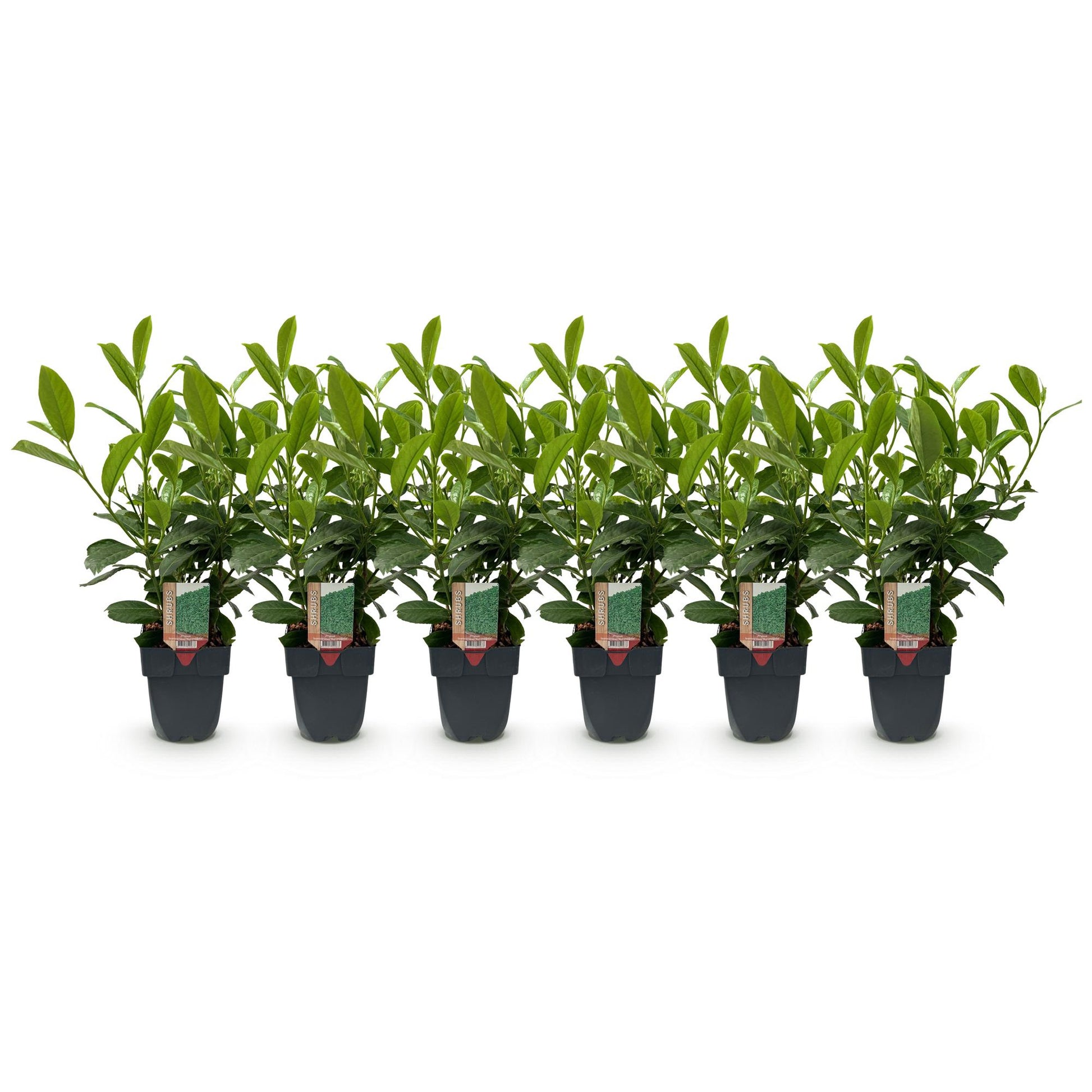 Prunus laurocerasus Rotundifolia, 6 jeunes plants en pot sur fond blanc, avec des feuilles vertes lustrées. Idéal pour une haie.