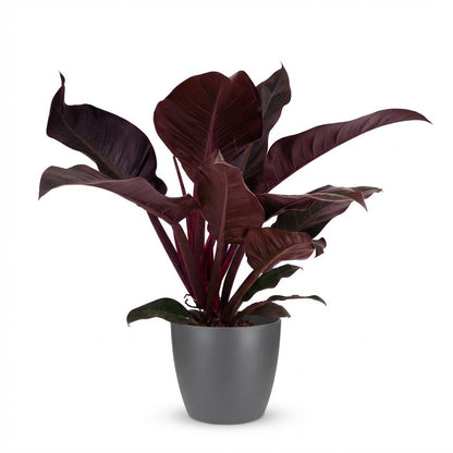 Plante d'intérieur - Philodendron - Philodendron Imperial Red - Rouge - Entretien facile - 1 Plante - avec Potter Gris - Pot 19cm - Hauteur 60cm