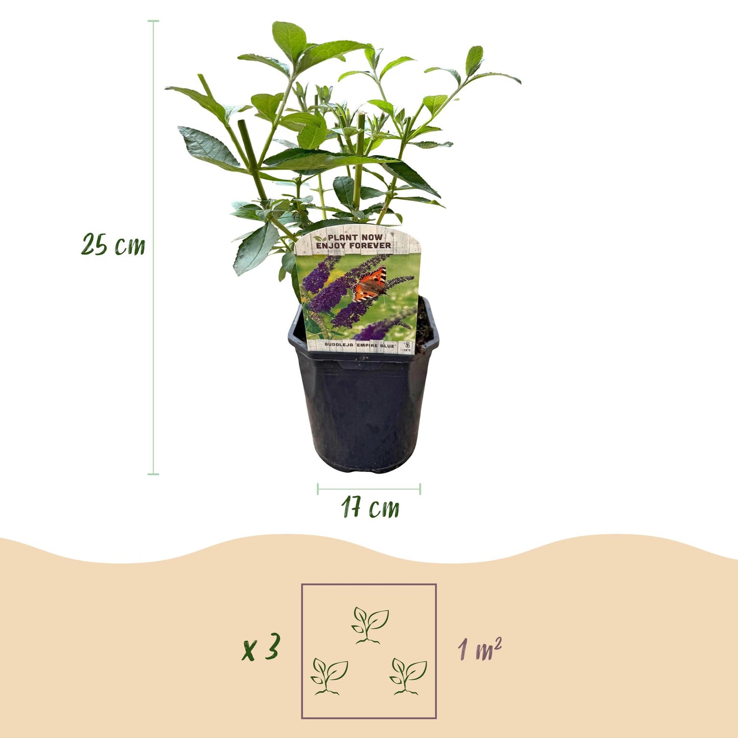 Buddleja davidii Empire Blue. Infographie montrant un jeune plant d'arbre à papillons en pot, mesurant 25 cm de hauteur et un pot de 17 cm d