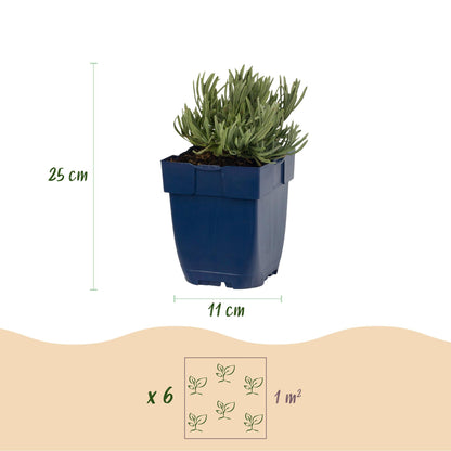 Lavande 'Edelweiss' : pot de 11 cm de diamètre, plante de 25 cm de haut. Schéma avec 6 plants pour 1 m².