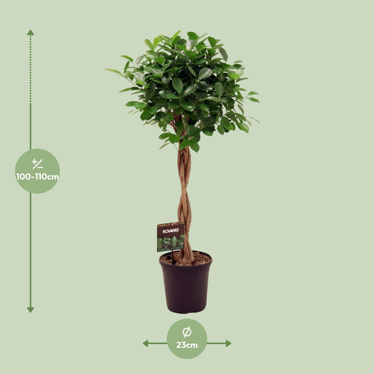 Dimensions du Ficus Moclame livré : pot de 23 cm et hauteur de 100 à 110 cm