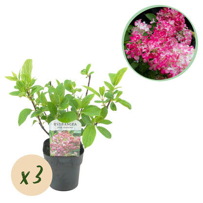 Hortensia 'Pink Diamond' : jeune plant en pot avec bulle 'x3' indiquant la quantité et insert circulaire des grandes fleurs blanc rose.