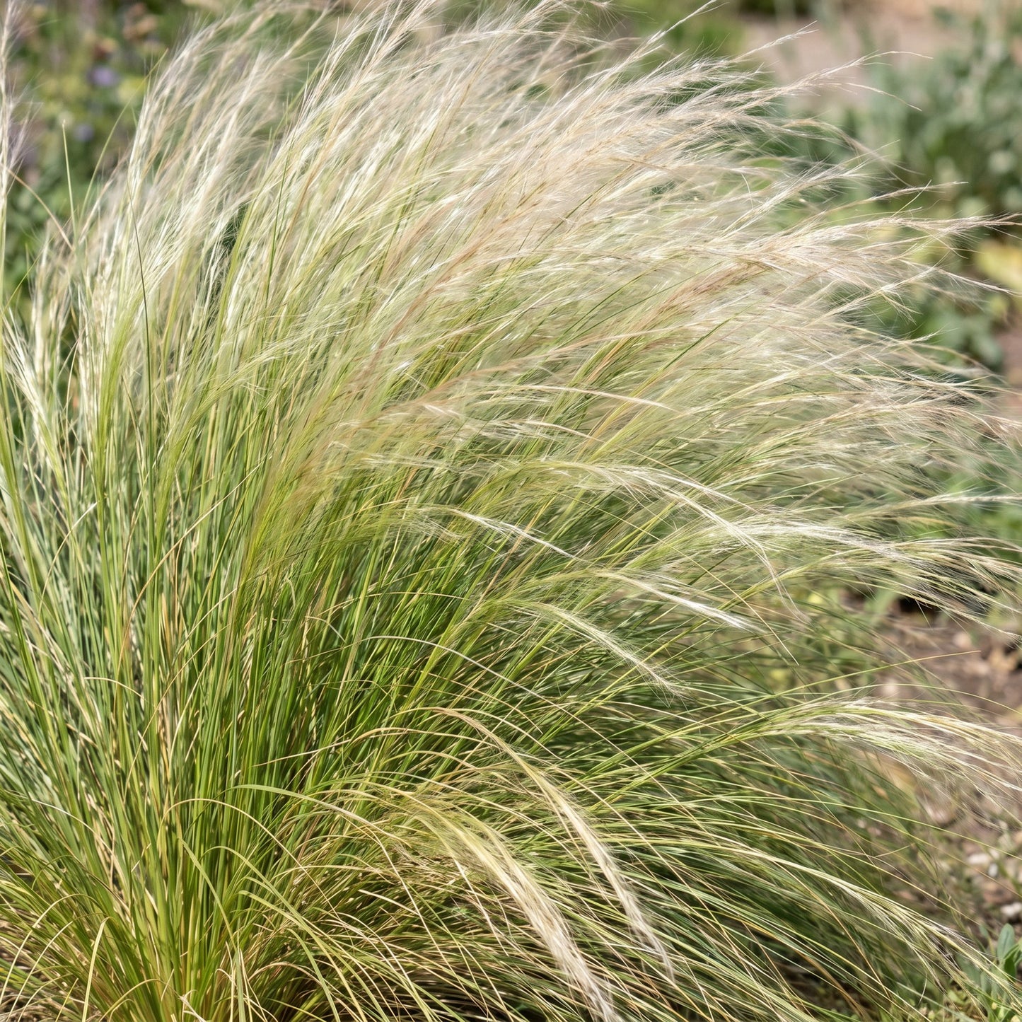 Stipa tenuissima Ponytails : Gros plan sur les fines feuilles vertes et les épis doux et soyeux de l'herbe à plumes, légèrement éclairés par
