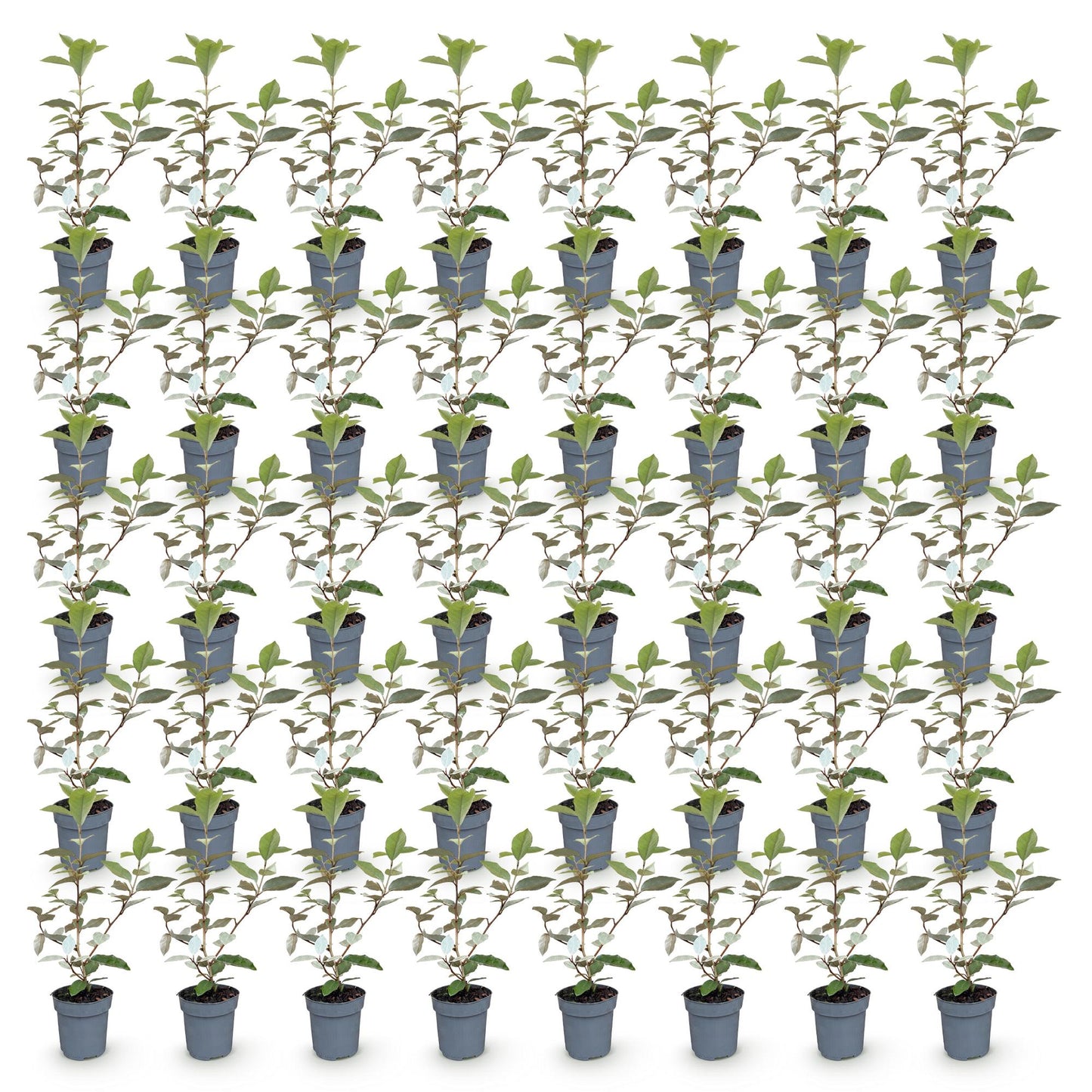 Elaegnus ebbingei Compacta en pot de 9cm, hauteur 25-35cm. Lot de plusieurs jeunes plants alignés sur un fond blanc.