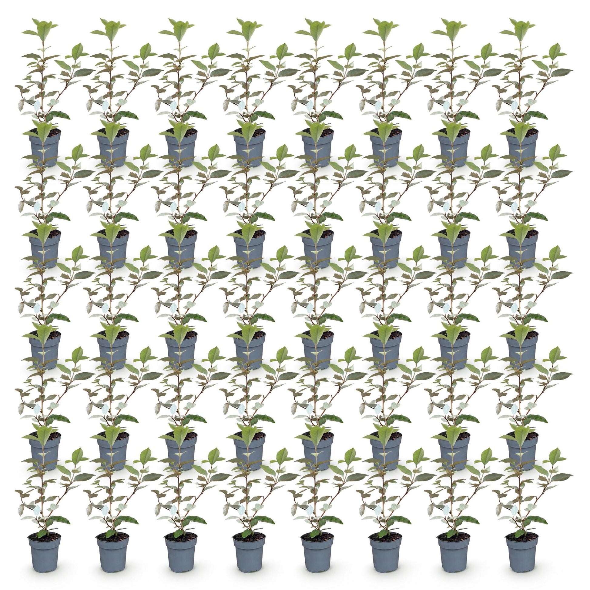 Elaegnus ebbingei Compacta en pot de 9cm, hauteur 25-35cm. Lot de plusieurs jeunes plants alignés sur un fond blanc.