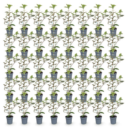 Elaegnus ebbingei Compacta en pot de 9cm, hauteur 25-35cm. Lot de plusieurs jeunes plants alignés sur un fond blanc.