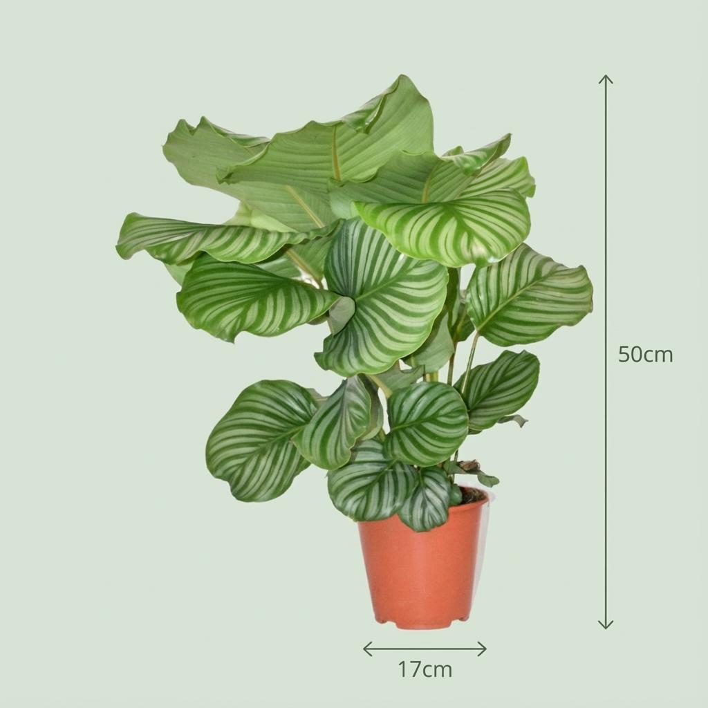 Dimensions de Calathea orbifolia en pot de 19 cm