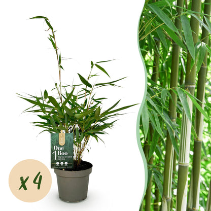 Fargesia robusta Pingwu, bambou non traçant en pot, avec pastille 'x4' et image d'une haie de bambou en arrière-plan.