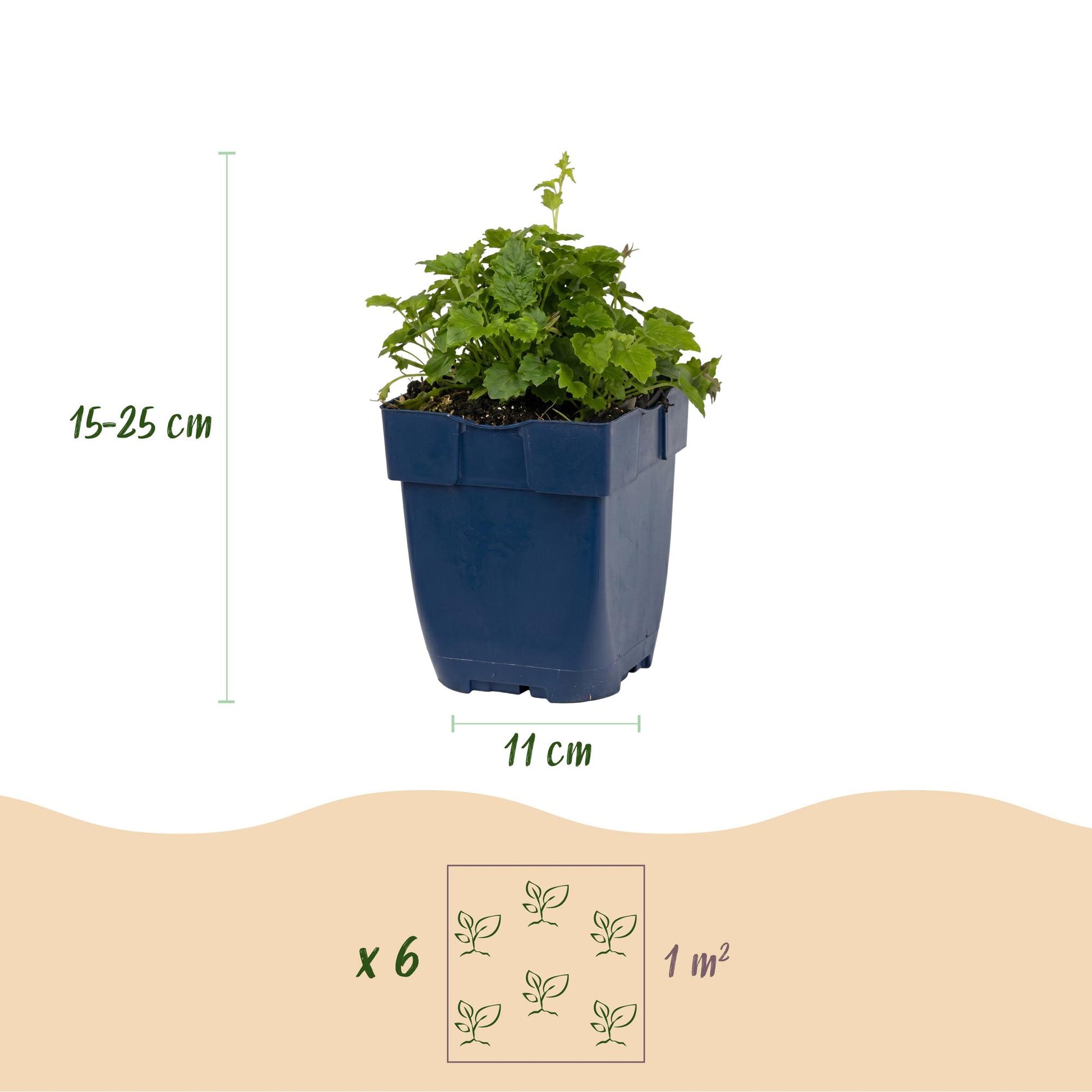 Campanula posch. Lisduggan Variety : infographie montrant un plant en pot, hauteur 15-25 cm, diamètre du pot 11 cm, et recommandation de pla
