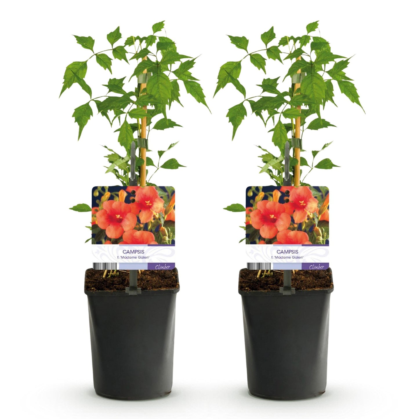 Fleur de Trompette 'Madame Galen', lot de deux plants en pot de 11cm avec étiquettes illustrant ses fleurs oranges, sur fond blanc.
