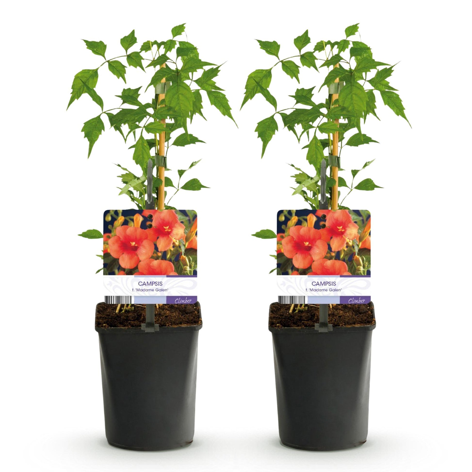 Fleur de Trompette 'Madame Galen', lot de deux plants en pot de 11cm avec étiquettes illustrant ses fleurs oranges, sur fond blanc.