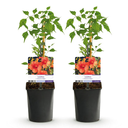 Fleur de Trompette 'Madame Galen', lot de deux plants en pot de 11cm avec étiquettes illustrant ses fleurs oranges, sur fond blanc.