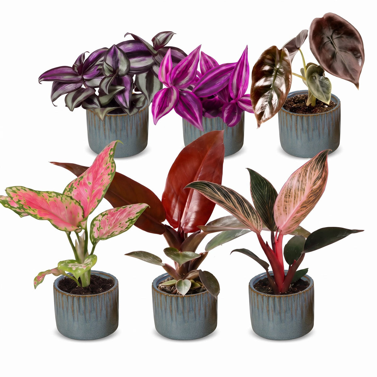 Bébés plantes roses en pot de 6 cm, 6 plantes, cache-pot bleu gris