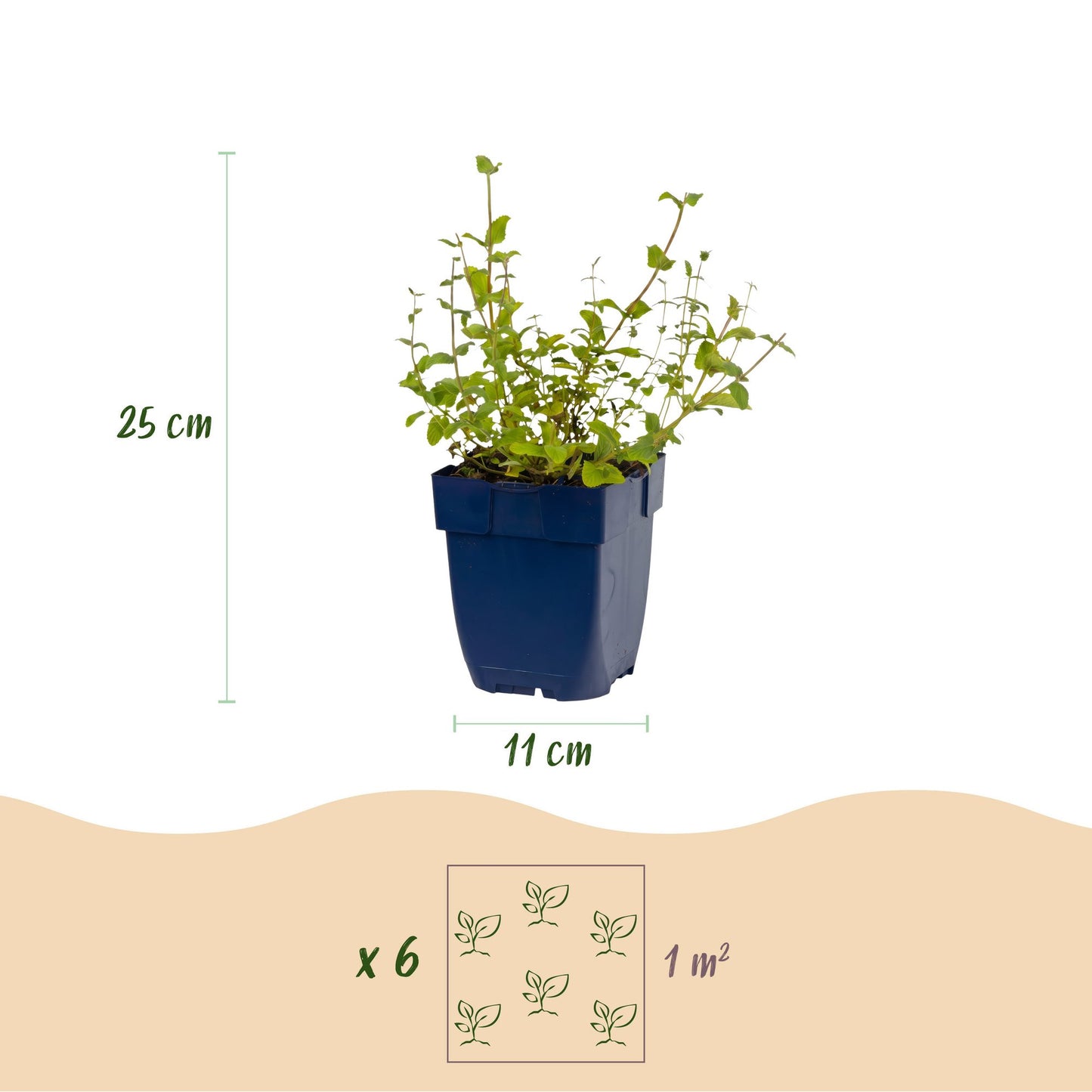 Nepeta rac. Grog. Visuel présentant les dimensions du plant (25cm de haut, pot de 11cm) et l'espacement de plantation (6 plants par m²).