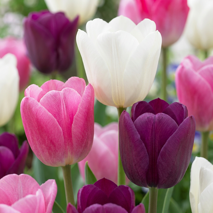 Massif de tulipes Pastel en mélange, avec des fleurs roses, blanches et violettes.