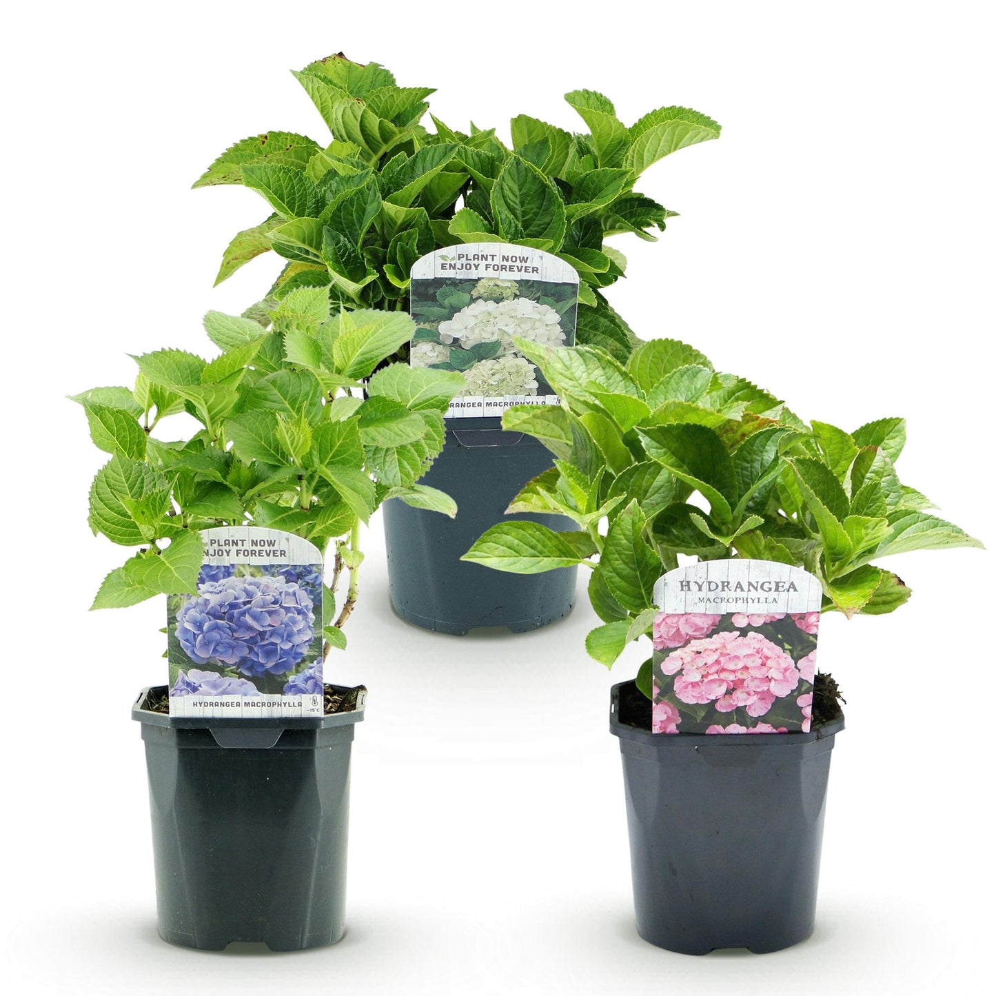 Hortensia de jardin (Hydrangea macrophylla), arbuste fleuri rustique, Pot 17 cm, Hauteur 30 cm