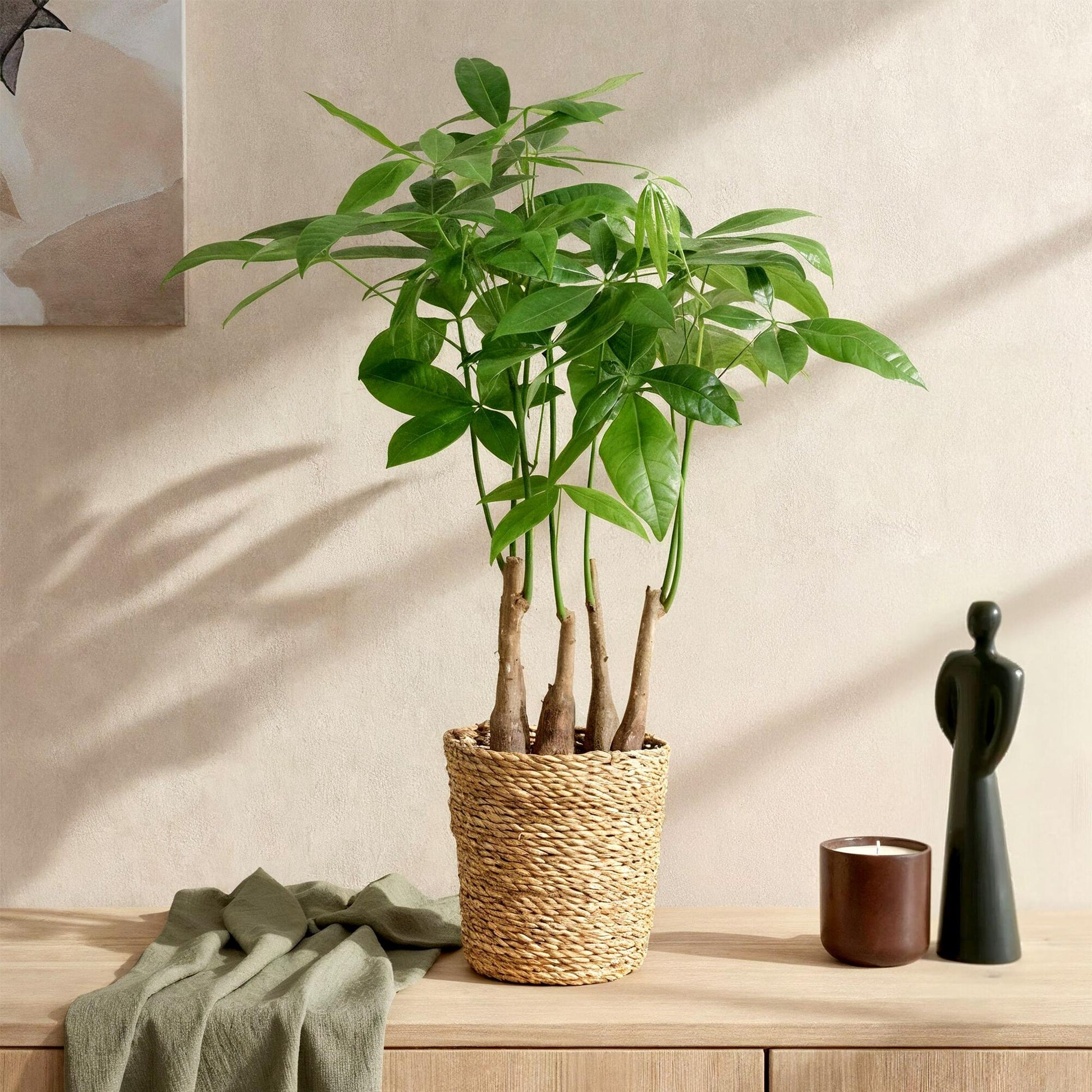 Plantes d'intérieur - Pachira Aquatica multi tige - Arbre à argent - Peu d'entretien - Vert - 1 Plante - Pot 17cm - Hauteur 50-55cm