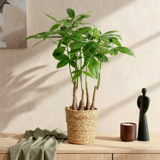 Pachira Aquatica avec plusieurs troncs tressés dans un pot en osier, feuilles vertes luxuriantes sur une étagère en bois