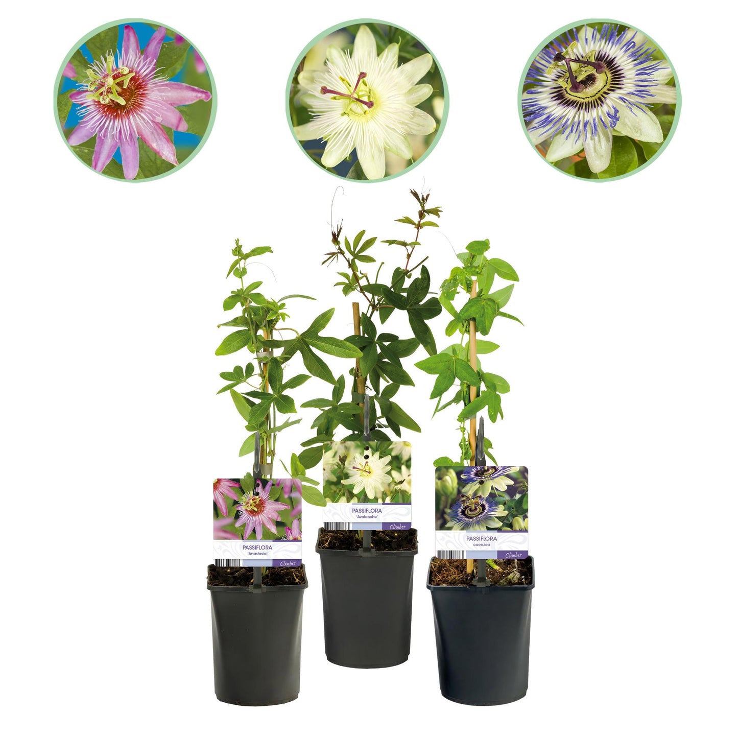 Passiflora caerulea, 3 plants en pot sur fond blanc, avec 3 photos de fleurs variées au-dessus : rose, blanche et bleue-violette.