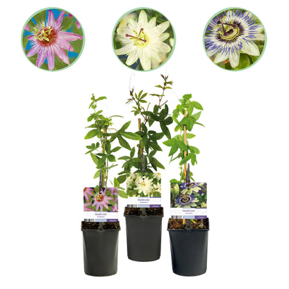 Passiflora caerulea, 3 plants en pot sur fond blanc, avec 3 photos de fleurs variées au-dessus : rose, blanche et bleue-violette.