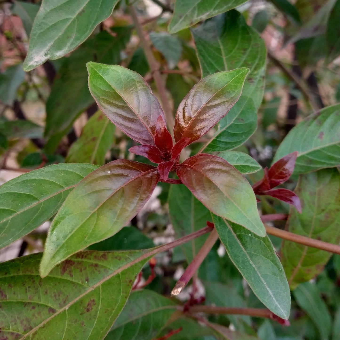 Cornus sibirica : gros plan sur les jeunes feuilles vert bronze et les branches rouges.