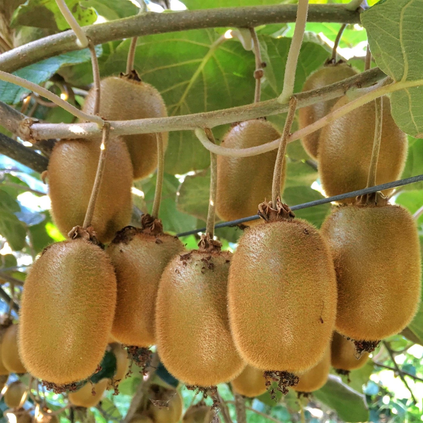 Actinidia deliciosa Hayward, grappes de kiwis mûrs, duveteux et verts, suspendus à des branches feuillues sous un soleil doux.
