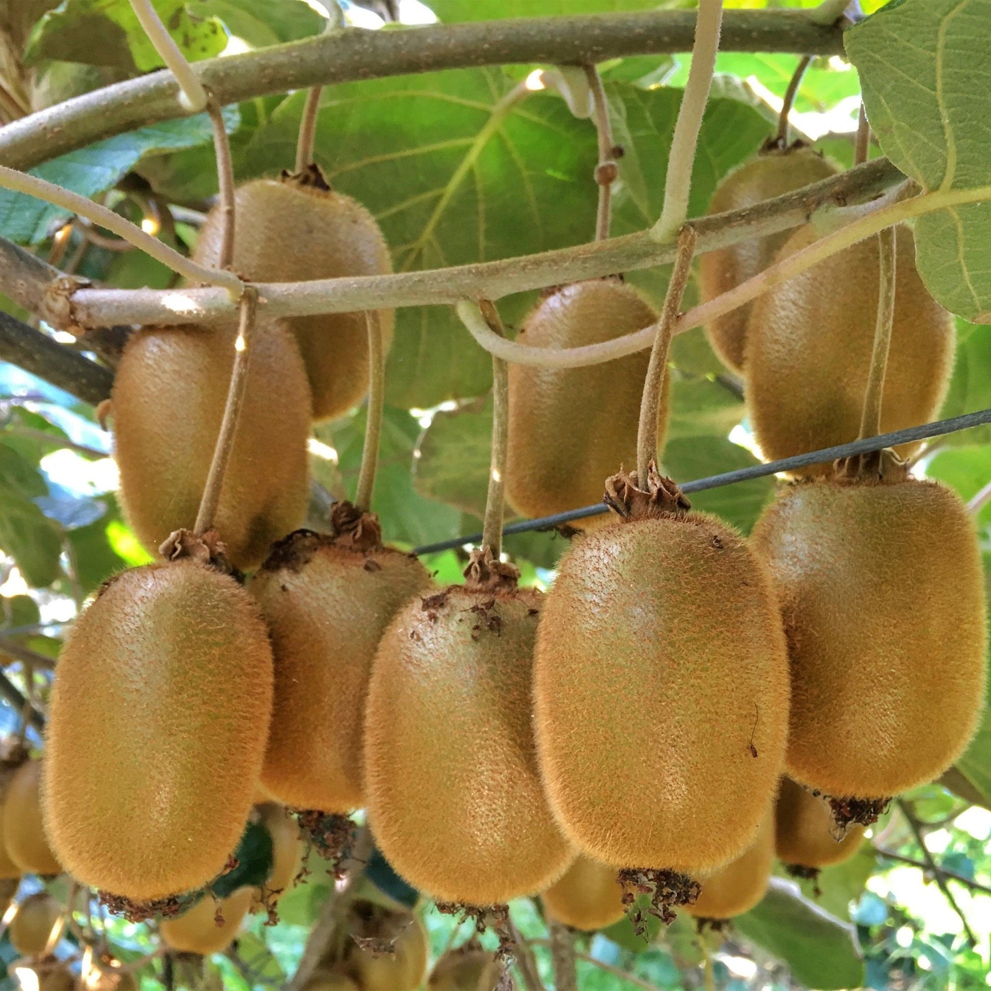 Actinidia deliciosa Hayward, grappes de kiwis mûrs, duveteux et verts, suspendus à des branches feuillues sous un soleil doux.