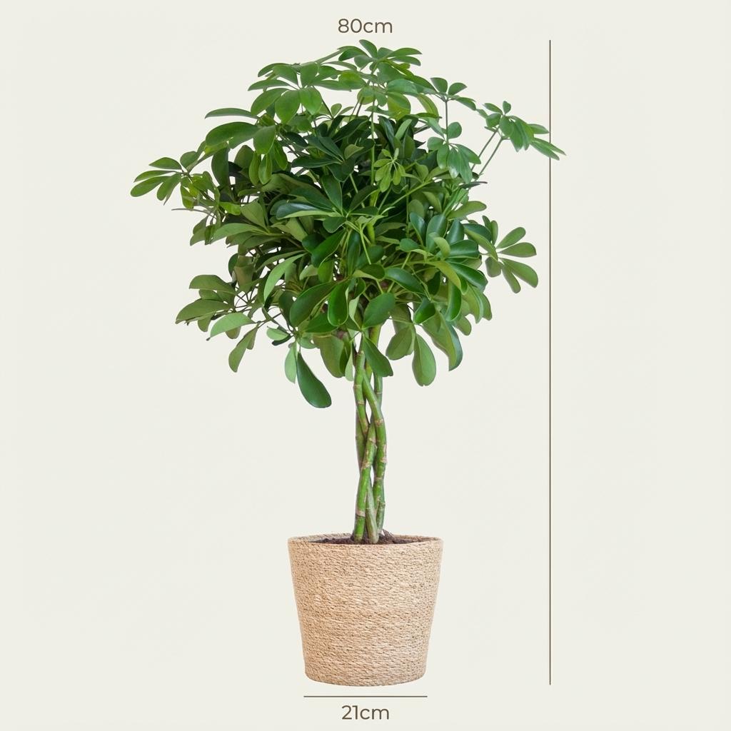 Schefflera Arabe Nora avec Panier Zeegras naturel - 70cm - Ø21