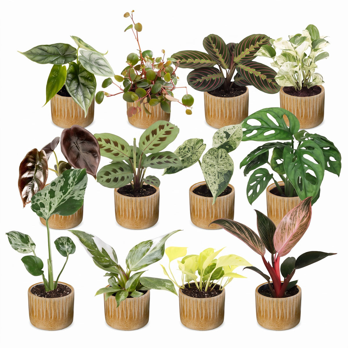 Box surprise plantes en pot de 6 cm, 12 plantes, cache-pot miel