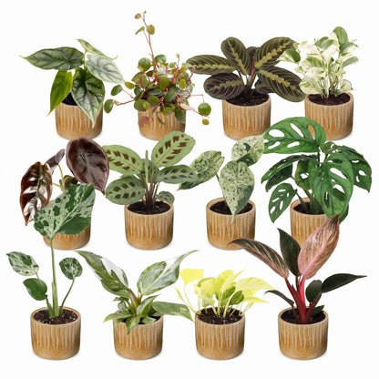 Box surprise plantes en pot de 6 cm, 12 plantes, cache-pot miel