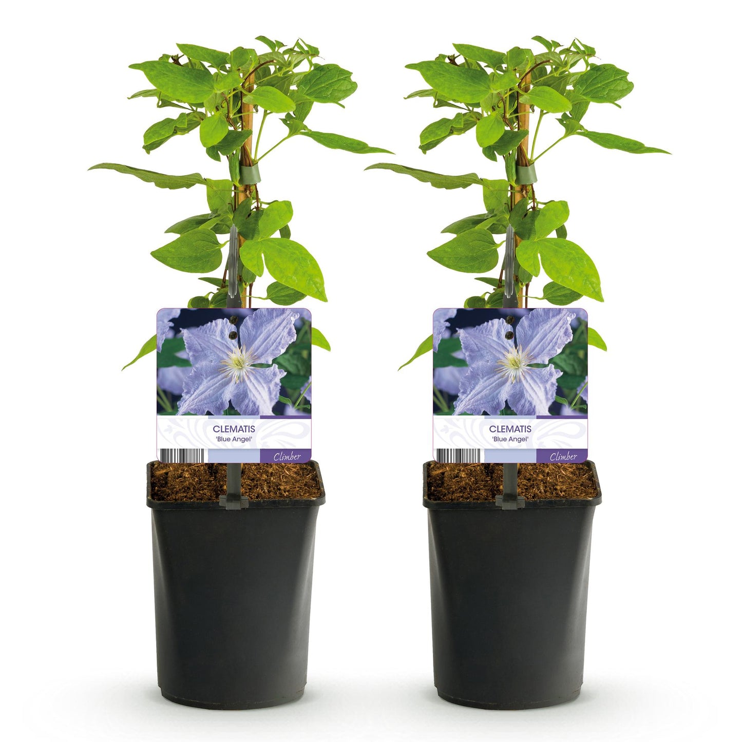 Clematis Blue Angel. Lot de 2 plants de clématite à fleurs bleu clair, en pot noir, sur fond blanc.
