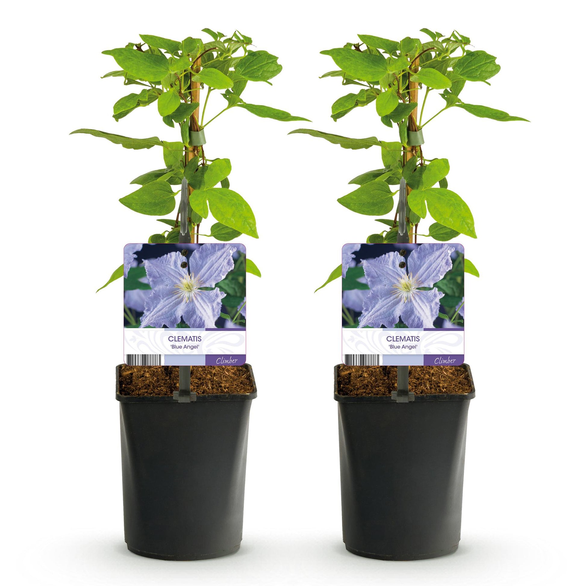Clematis Blue Angel. Lot de 2 plants de clématite à fleurs bleu clair, en pot noir, sur fond blanc.