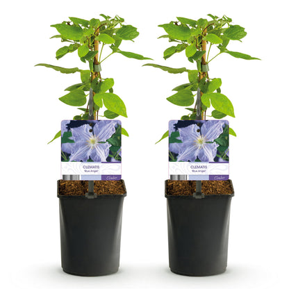Clematis Blue Angel. Lot de 2 plants de clématite à fleurs bleu clair, en pot noir, sur fond blanc.