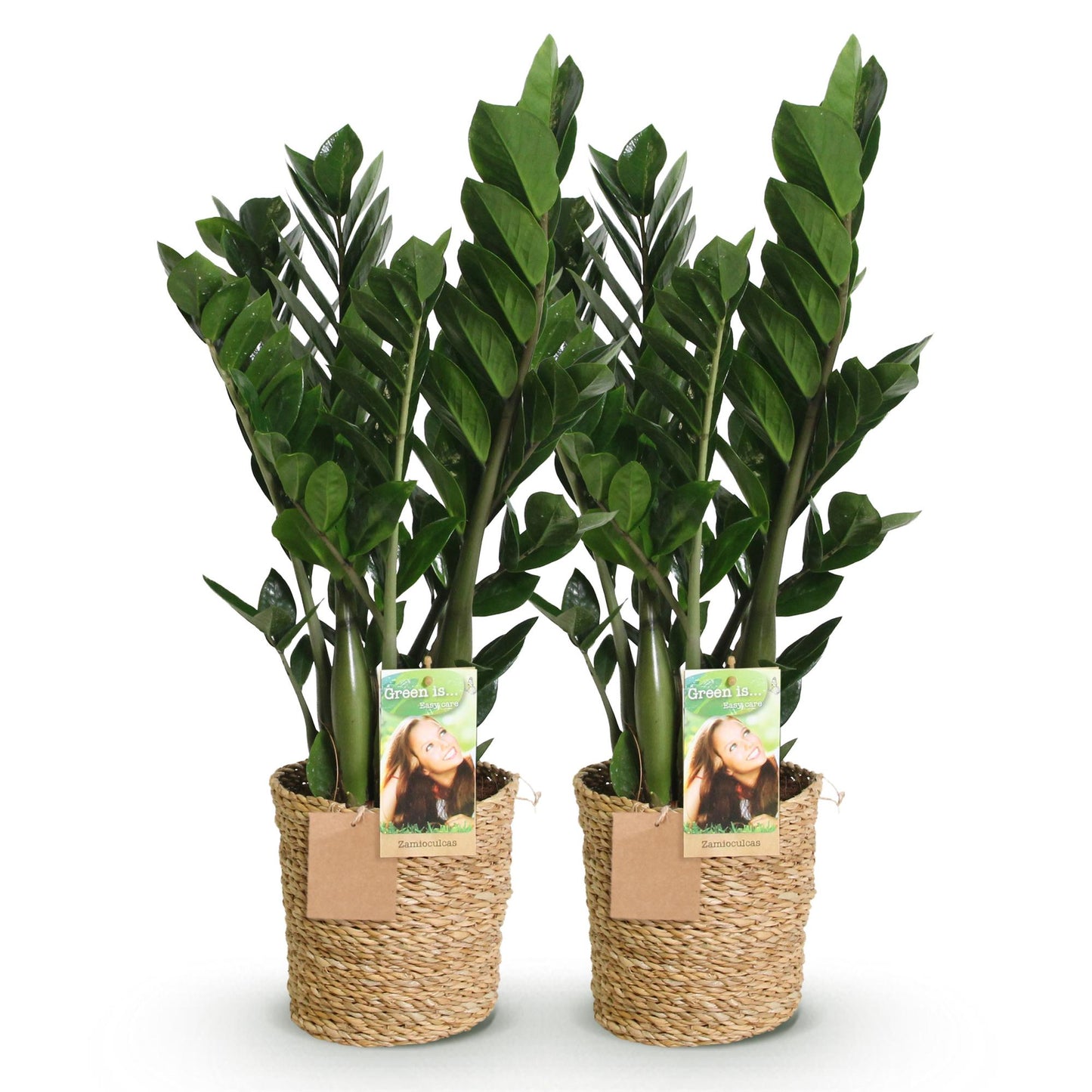 Lot de deux Zamioculcas plantes ZZ aux feuilles vert foncé lustré, présentées dans de jolis pots en osier tressé sur fond blanc