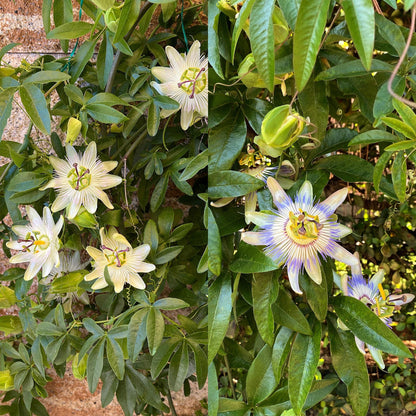 Passiflora caerulea, fleur de la passion bleue et blanche aux détails complexes, entourée d'un feuillage vert luxuriant.
