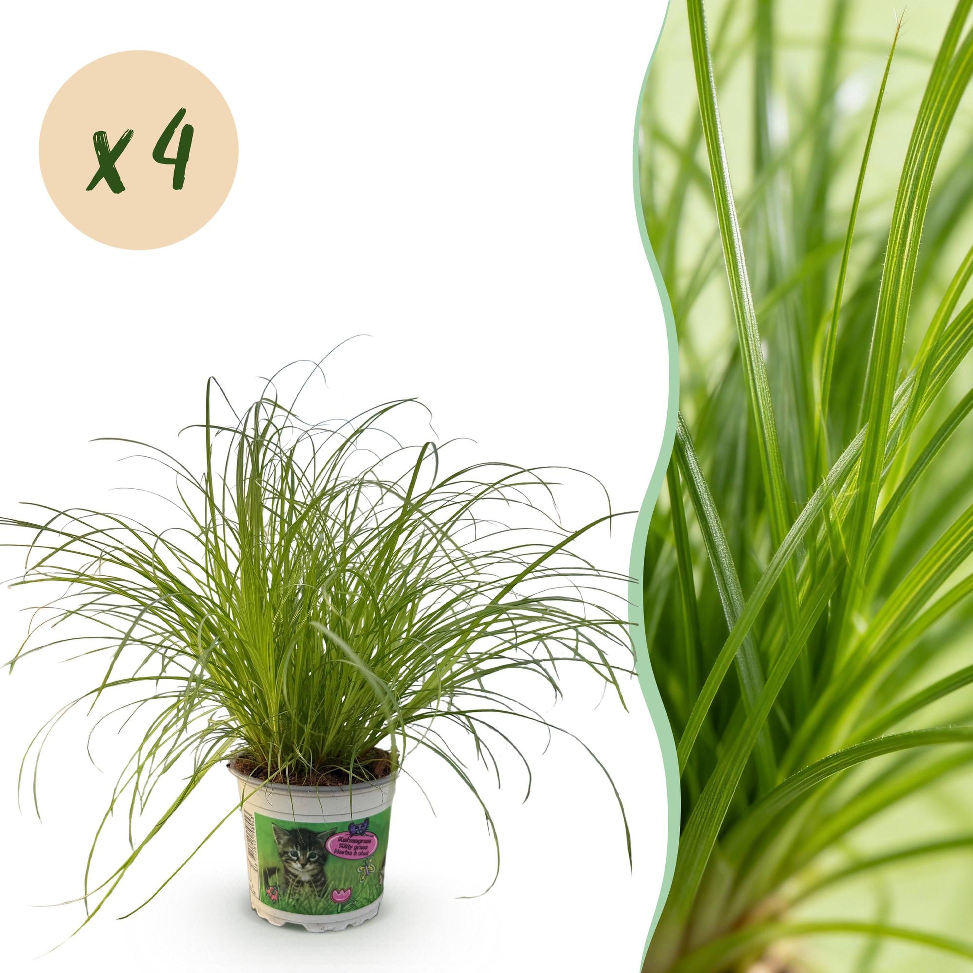 Une touffe dense d'herbe à chat Cyperus alternifolius Zumula aux longues feuilles vertes fines dans son pot de culture blanc