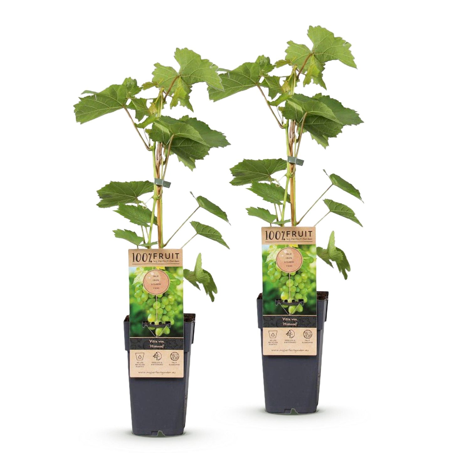 Vitis vinifera Himrod. Lot de 2 plants de raisin blanc sans graines en pots, sur fond blanc. Chaque plant mesure 50cm de haut.