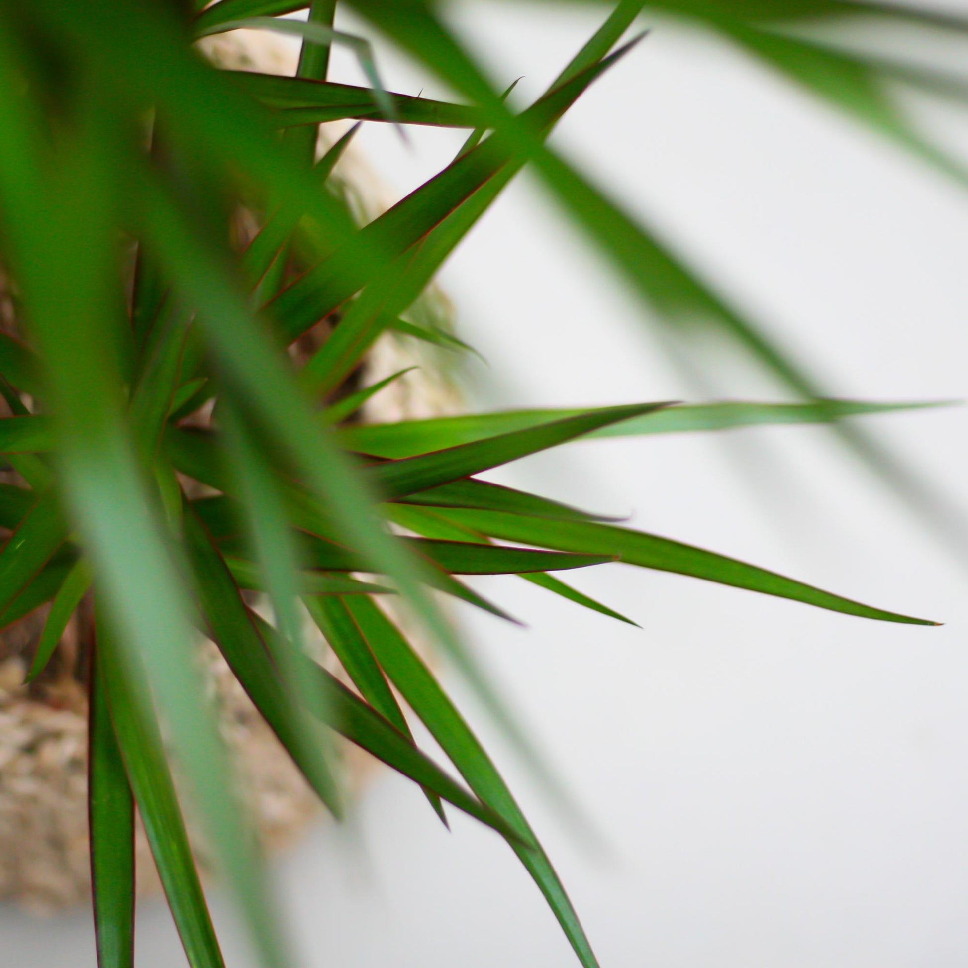 Dracaena Marginata avec pot Potter gris - 95cm - Ø21